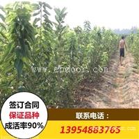吉塞拉5号矮化樱桃苗批发价格 樱桃苗基地
