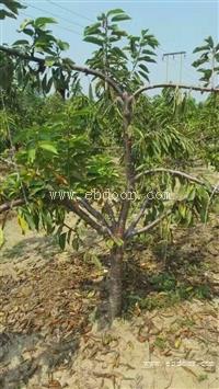 布鲁克斯樱桃树苗 布鲁克斯樱桃树苗2018年价格