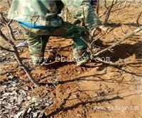 库尔勒香梨梨苗批发价格