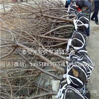 贵州樱桃苗零售价格、黑珍珠樱桃苗供应
