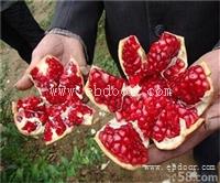 大红袍石榴树苗批发