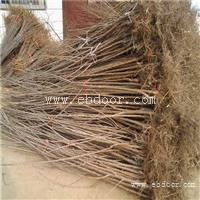 樱桃苗价格 矮化樱桃苗价格 黑珍珠车厘子樱桃苗价格