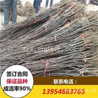 山东梨树苗新品种 哪里有卖梨树苗的