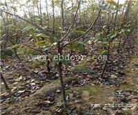 红香酥梨树苗报价