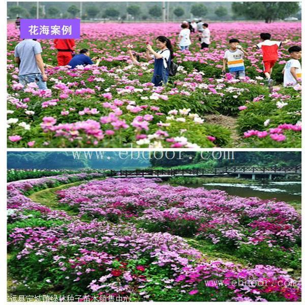 紫色百日草种子多少钱一斤...绿林种业