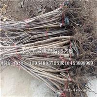 安徽樱桃苗种植技术、福晨樱桃苗供应