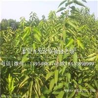 青海樱桃苗市场行情价格、吉塞拉6号矮化樱桃苗多少钱一棵