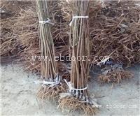 2公分红西梅李子苗基地