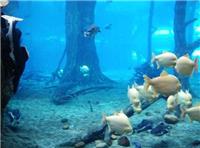 观赏亚克力鱼缸定做-鱼缸里不一样的海底世界