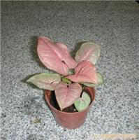 迷你植物-植物红叶背竽 