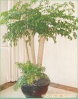 大棵植物；多头幸福树 