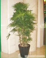 大棵植物-金山棕 