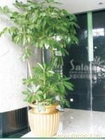 大棵植物-大叶伞