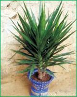 中棵植物-荷兰铁 