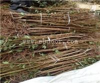 安哥诺李子树苗、安哥诺李子树苗基地