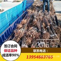 晚秋黄梨树苗 梨树苗报价