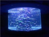 亚克力鱼缸的水下造景技术特点