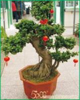 上海普陀花卉租摆-盆景愹树