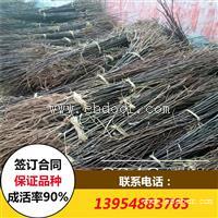 梨树苗 梨树苗价格 梨树苗出售