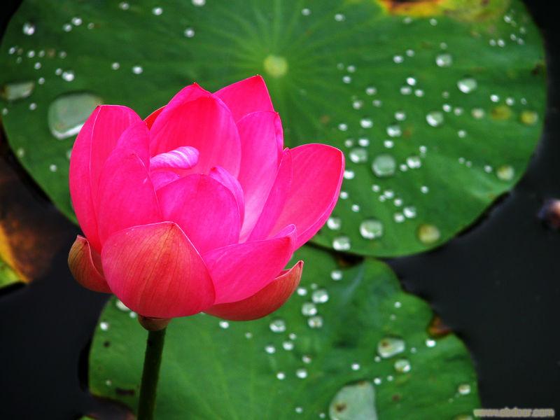 防水整理剂�