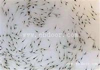 养殖好项目 养殖南美白对虾 基围虾 包回收