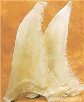 春翅 