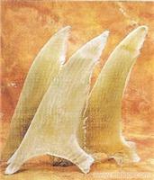 海虎片翅 