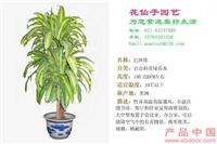 巴西铁 