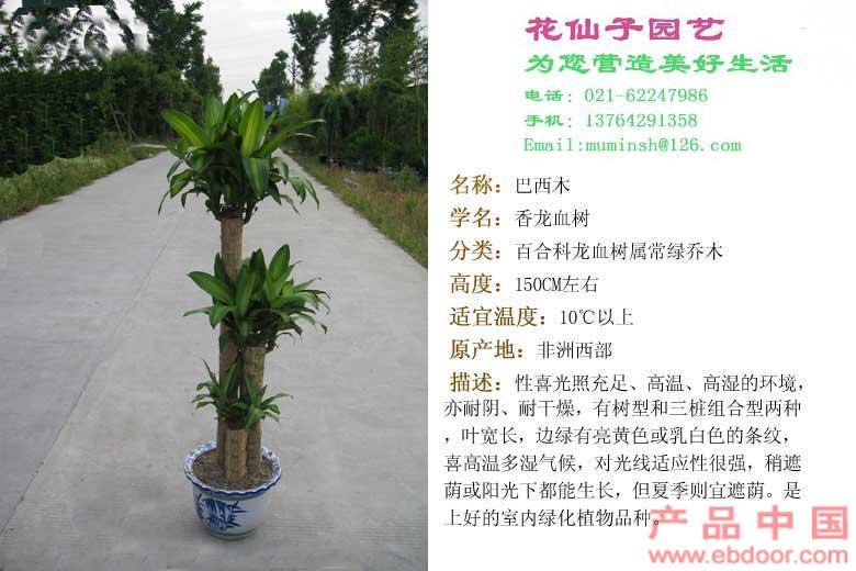 巴西木 