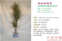 七彩千年木 