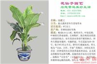 绿霸王 
