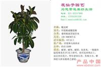 橡皮树1 