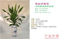 也门铁 