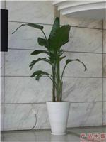 天堂鸟 
