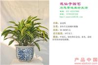 金边铁 