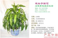 巴西铁 