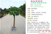 发财树 