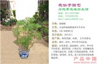 福禄桐 
