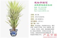 荷兰铁 