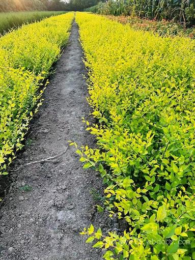 陕西金叶榆批发、金叶榆新价格。金叶榆种植基地