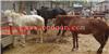 廣西德保矮馬養殖基地 矮馬出售1.2米價格