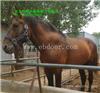 馬養殖基地 賣馬養殖場 馬鞍子價格 馬價格 品種馬等