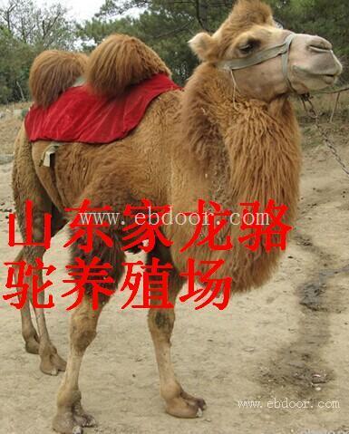 供应铁岭出售的骆驼价格 铁岭卖的骆驼多少钱一匹