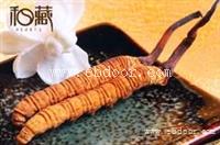 顺德回收冬虫夏草虫草价格