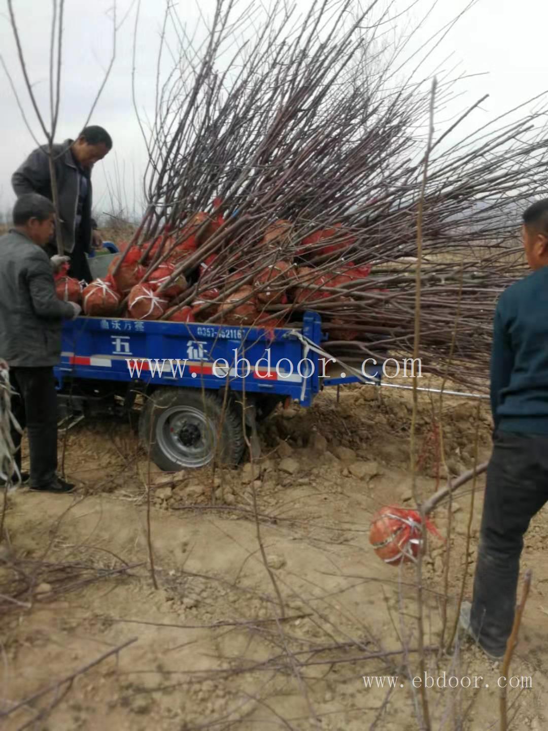 山西苹果树价格 产地报价苹果树规格齐全