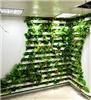 植物墙制作，植物背景墙，植物景观墙工程