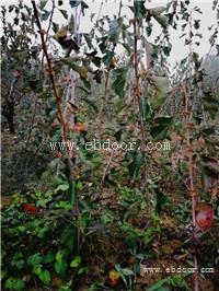 大五棱山楂苗价格  山西报价