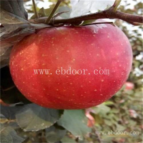 烟富8号苹果树苗厂家供应 矮化苹果苗市场行情价格