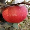 烟富8号苹果树苗厂家供应 矮化苹果苗市场行情价格