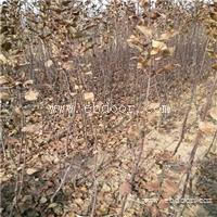 红富士苹果苗装车价格 秦冠苹果苗报价